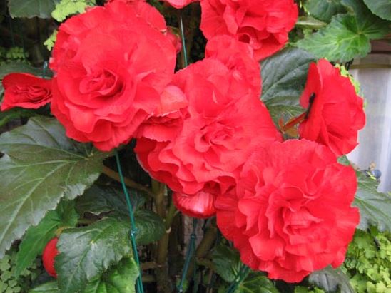 B. ‘Graham Smith’